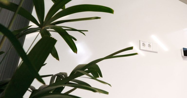 Close-up of foliage beside a custom whiteboard wall installation